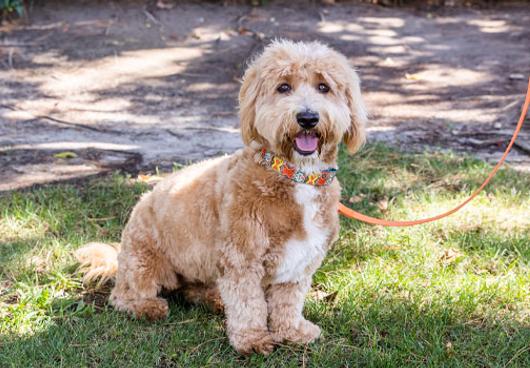 PET-FRIENDLY TRAVEL PERKS